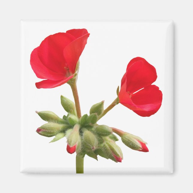 Imán Geranium Magnet (Frente)