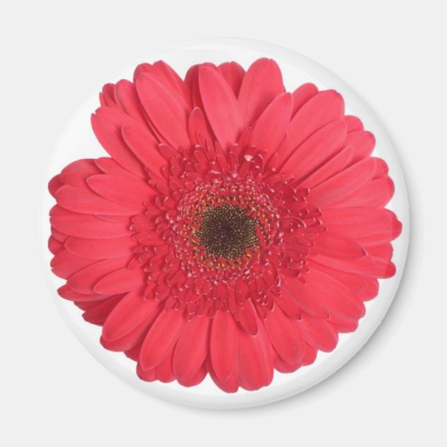 Imán Gerber Daisy (Frente)
