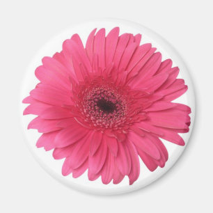 Imán Gerber Daisy