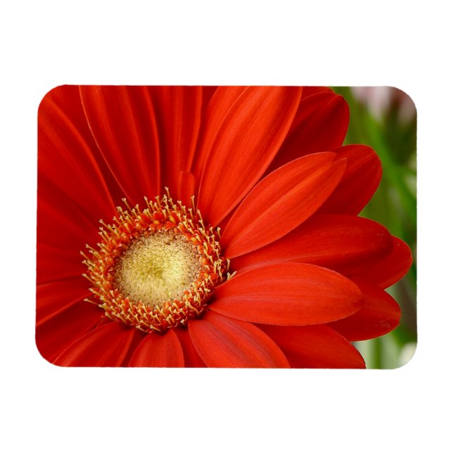 Imán Gerbera (Horizontal)