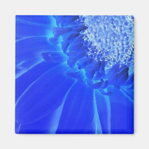 Imán gerbera azul eléctrico