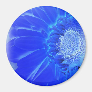 Imán gerbera azul eléctrico