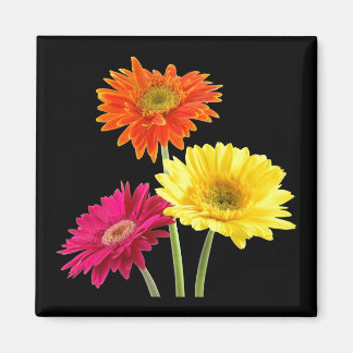 Imán Gerbera Daisies