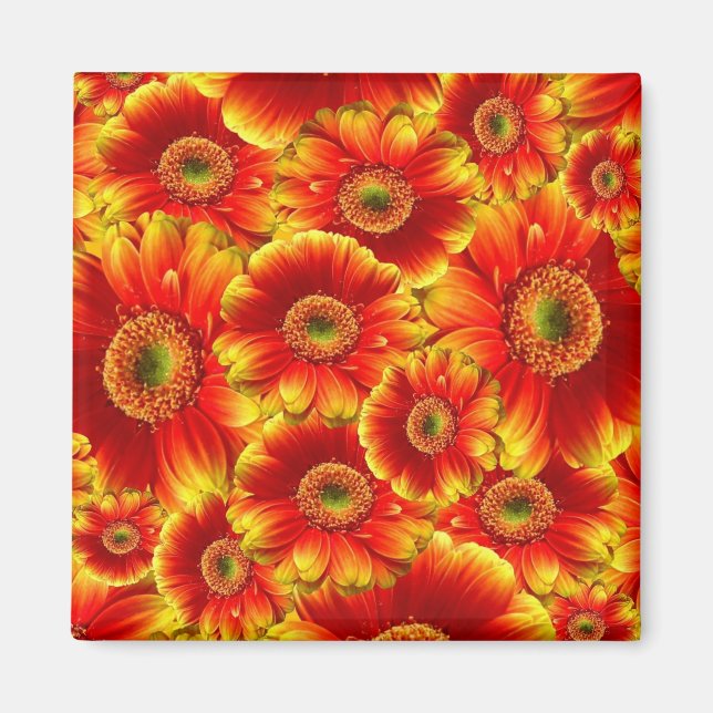 Imán Gerbera Daisies, amarilla y Naranja (Frente)