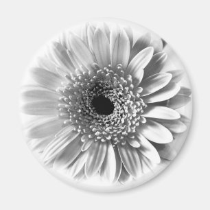 Imán Gerbera Daisy