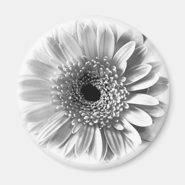 Imán Gerbera Daisy (Frente)