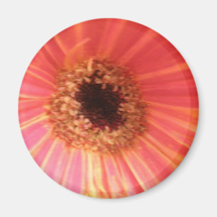 Imán Gerbera Daisy Flower Magnet