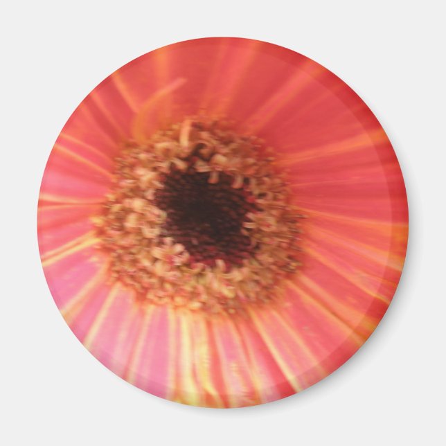 Imán Gerbera Daisy Flower Magnet (Frente)