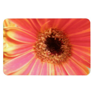 Imán Gerbera Daisy Flower Premium Magnet