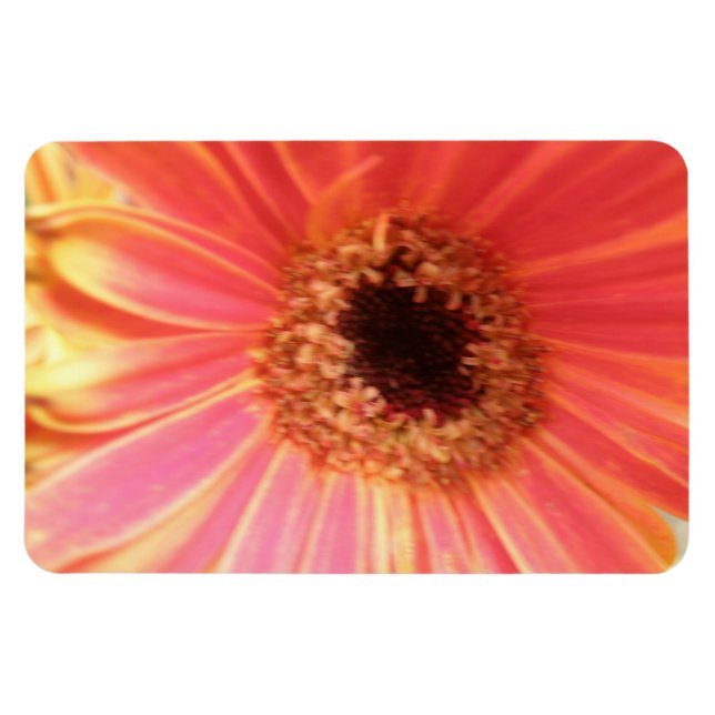 Imán Gerbera Daisy Flower Premium Magnet (Horizontal)