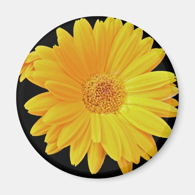 Imán Gerbera Daisy (Gerbera hybrida) - Amarillo (Frente)