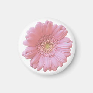 Imán Gerbera daisy rosa pálido