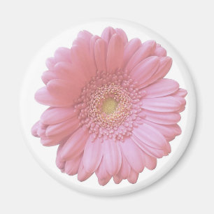 Imán Gerbera daisy rosa pálido