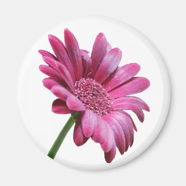 Imán Gerbera Daisy Round Magnet (Frente)