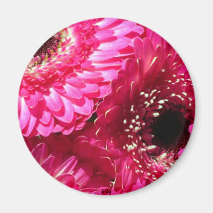 Imán Gerberas rosados