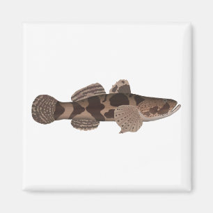 Imán Giant Gudgeon