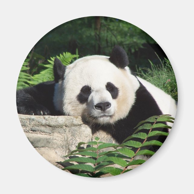 Imán Giant Panda Napping (Frente)