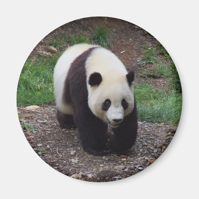 Imán Giant Panda Photo Circle Magnet (Frente)
