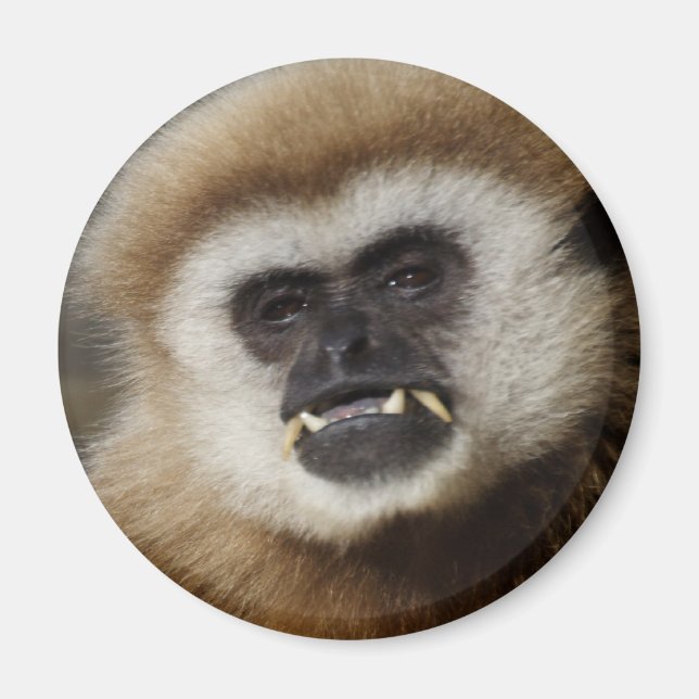 Imán Gibbon (Frente)