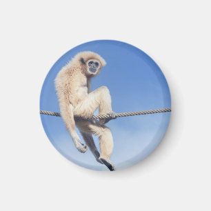 Imán Gibbon relajado sentado en un arroyo al sol