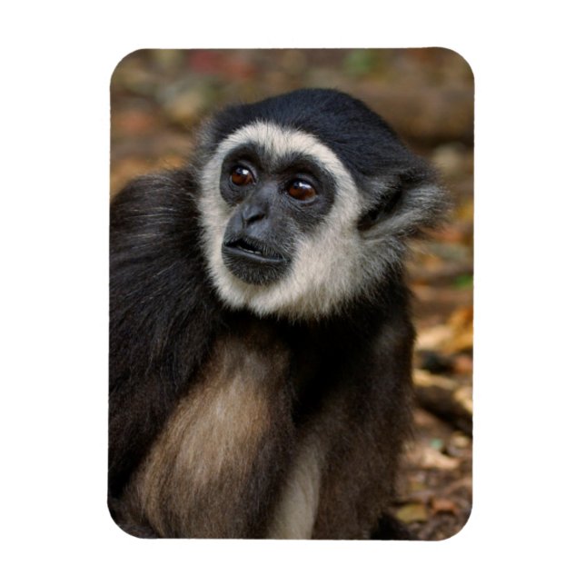 Imán Gibón de manos blancas (Hylobates Lar), Monkeyland (Vertical)