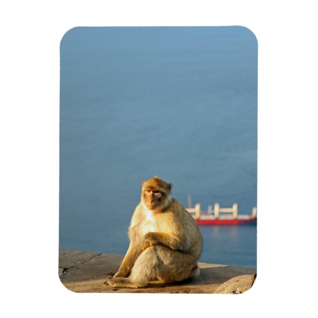 Imán Gibraltar Barbary ape (Vertical)