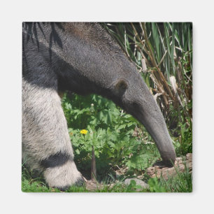 Imán Gigante Anteater Photo Magnet
