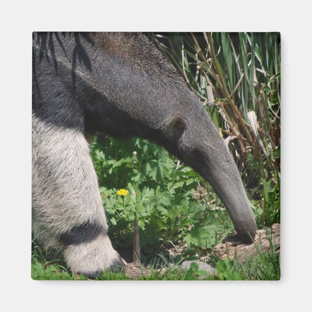 Imán Gigante Anteater Photo Magnet (Frente)