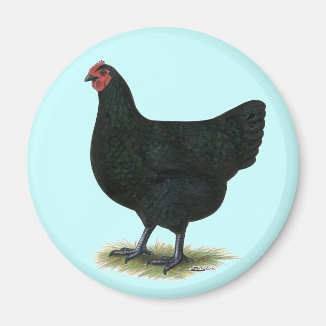 Imán Gigante de Jersey: Black Hen (Frente)