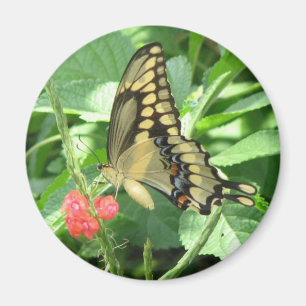 Imán gigante de Swallowtail