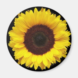 Imán Gigante girasol de jardín amarillo en fondo negro