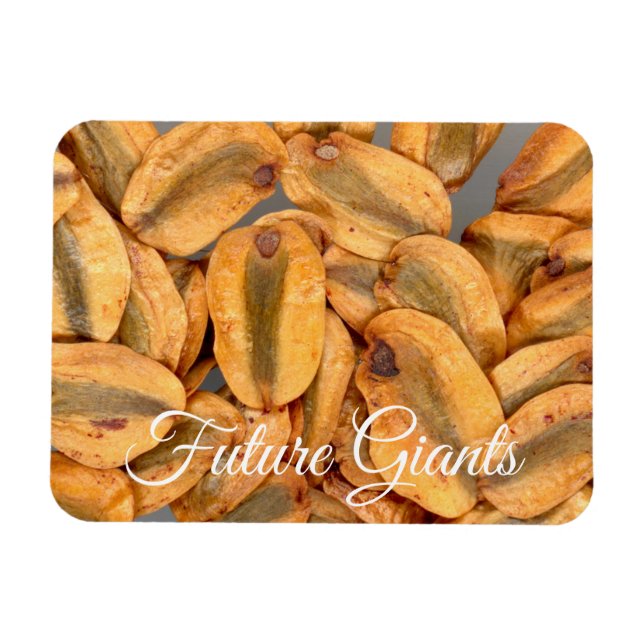 Imán Gigantes futuros, semillas de secuoyas gigantes (Horizontal)