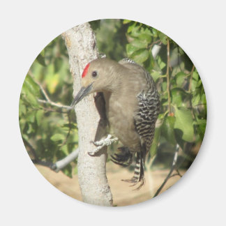 Imán Gila Woodpecker Magnet