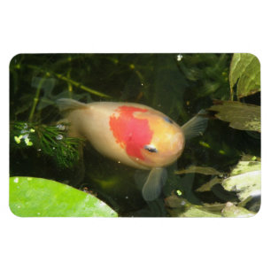 Imán Gimnasio Premium