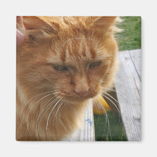 Imán Ginger cat