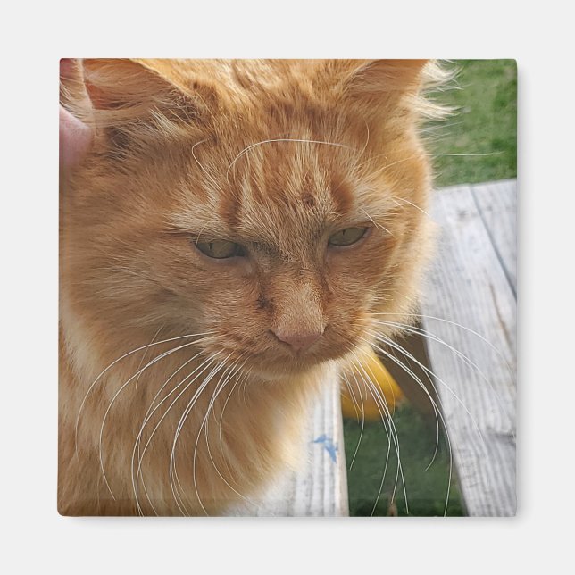 Imán Ginger cat (Frente)