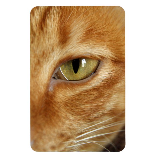 Imán ginger cat (Vertical)