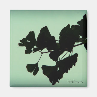Imán Gingko - retroiluminado contra el cielo