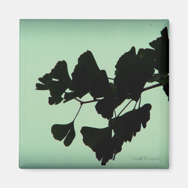 Imán Gingko - retroiluminado contra el cielo (Frente)
