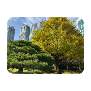 Imán Ginkgo amarillo dorado y árbol de pino