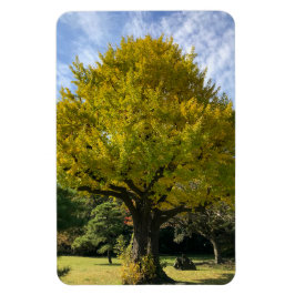 Imán Ginkgo Tree of Golden Yellow