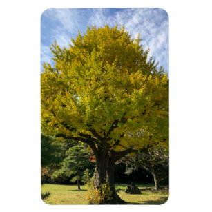 Imán Ginkgo Tree of Golden Yellow