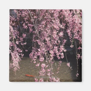 Imán Gion, Prefectura de Kyoto, Japón