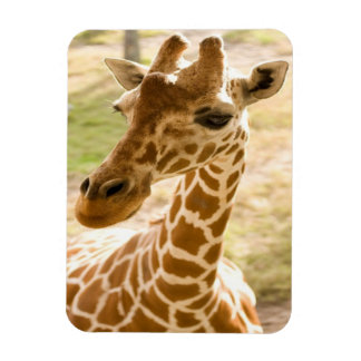 Imán Girafa Zen