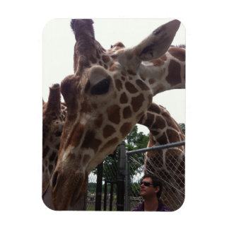 Imán Girafas