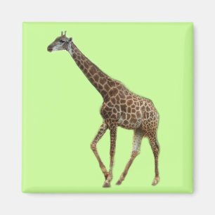 Imán Girafas y árboles,长 鹿 颈. Fotografía del zoológico