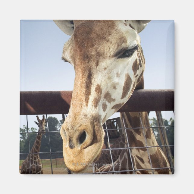 Imán Giraffe (Frente)