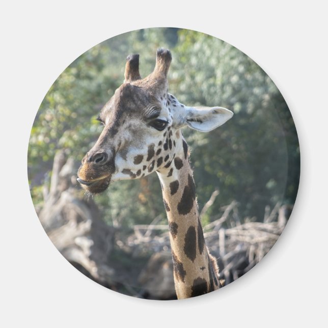 Imán Giraffe (Frente)