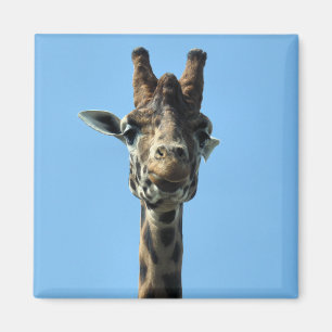 IMÁN GIRAFFE