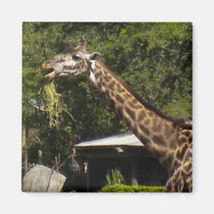 Imán Giraffe